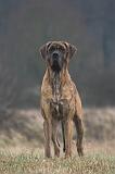 DOGUE ALLEMAND 735